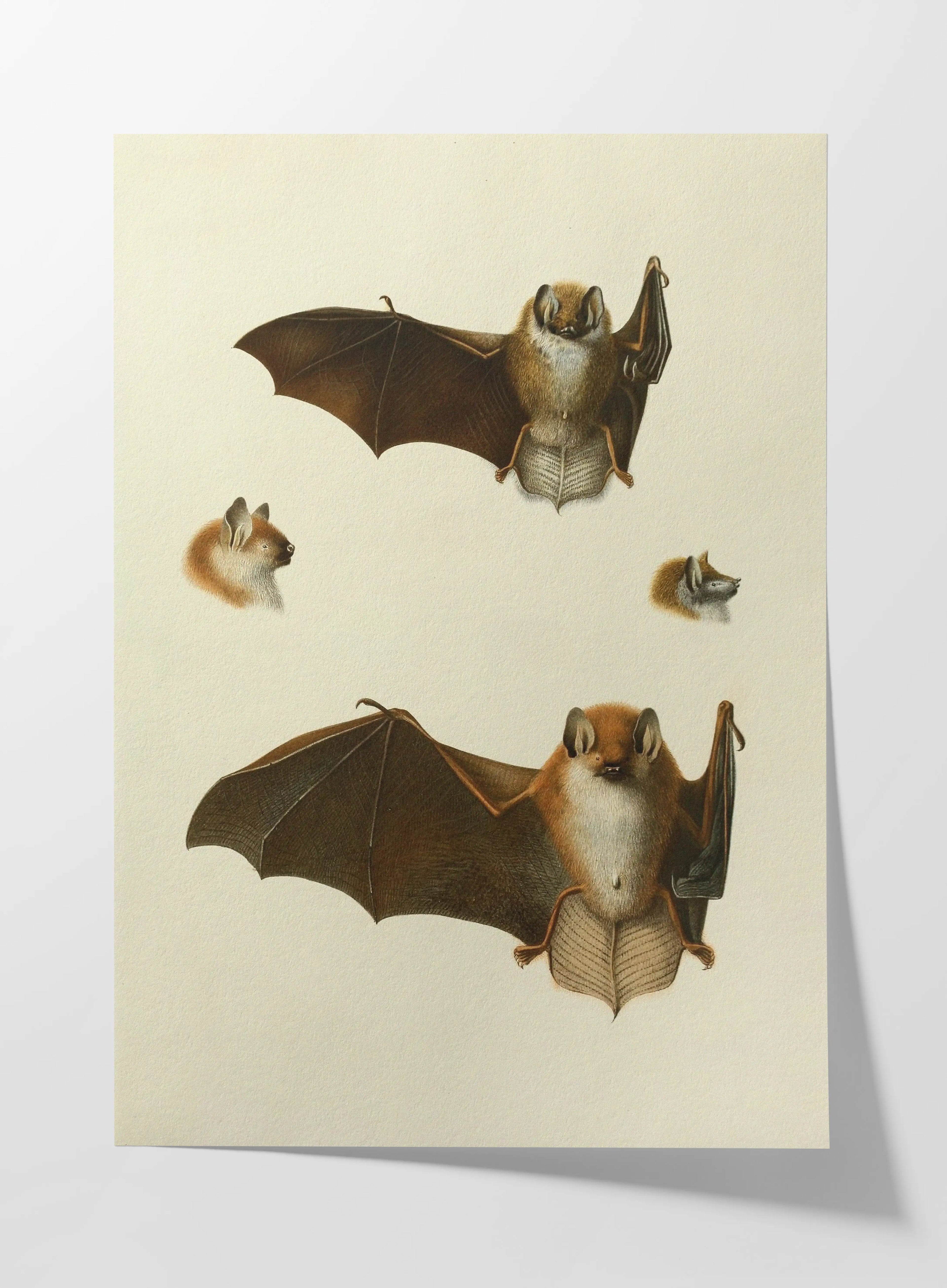 Natural History: Plate No. 21
