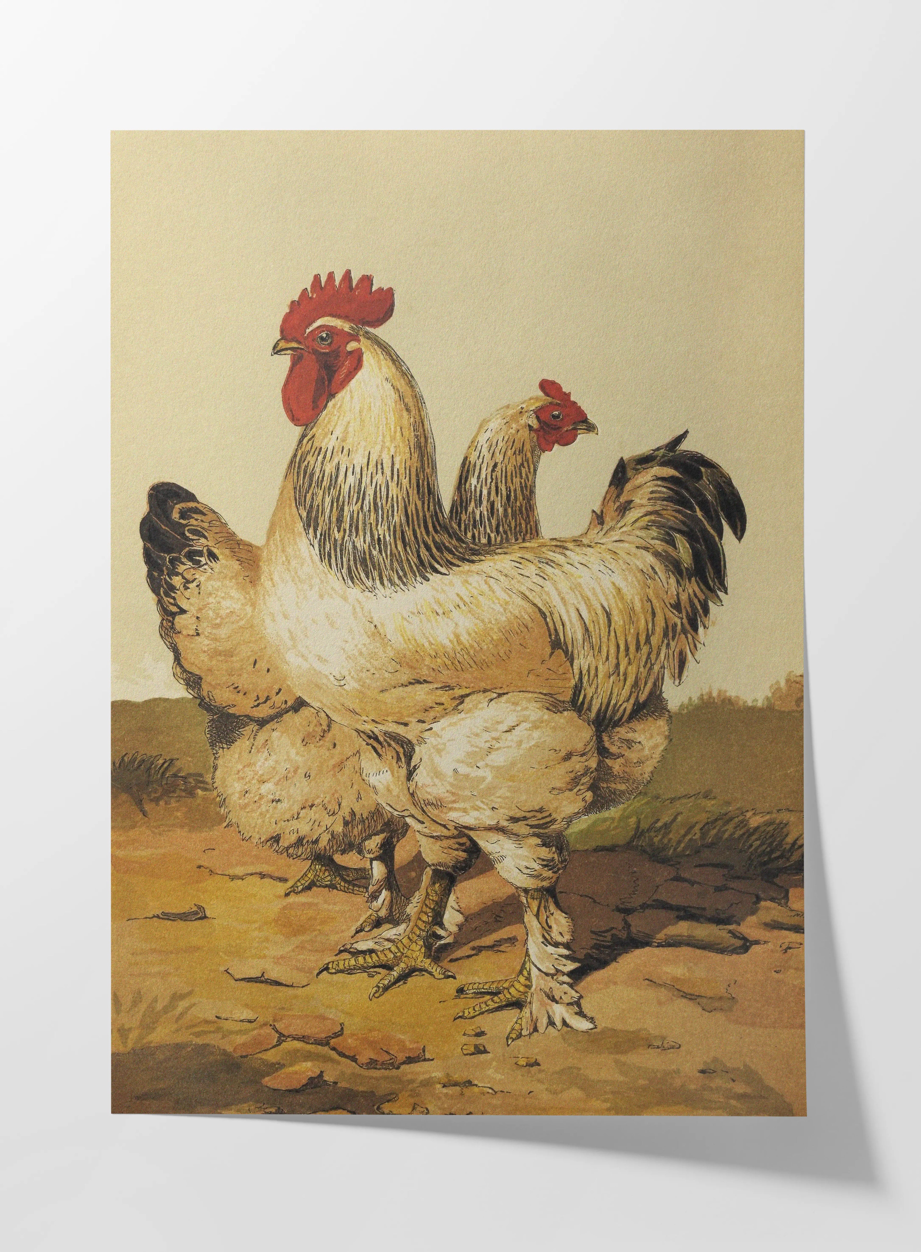 Natural History: Plate No. 25