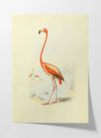 Natural History: Plate No. 26