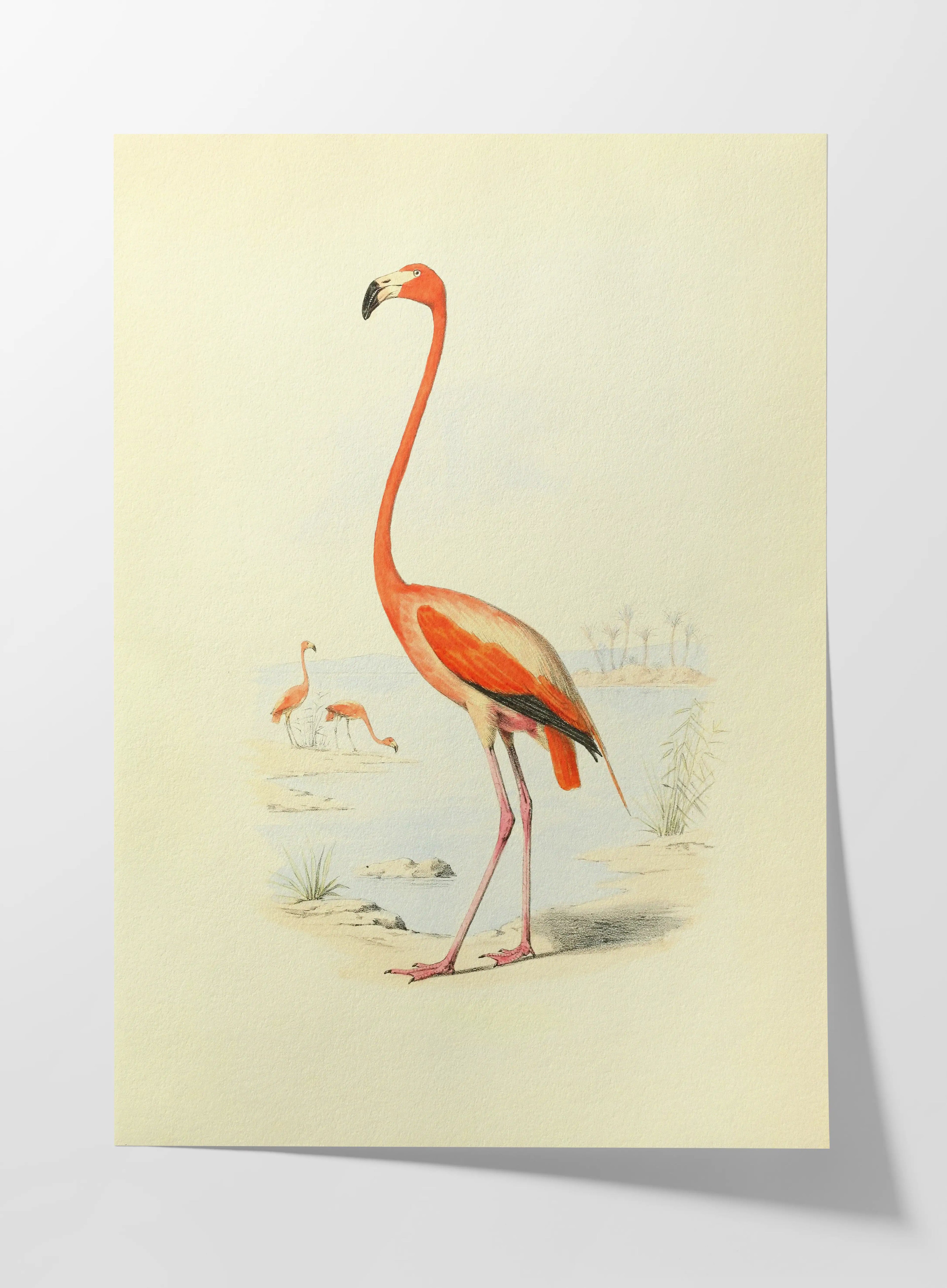 Natural History: Plate No. 26