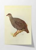 Natural History: Plate No. 29