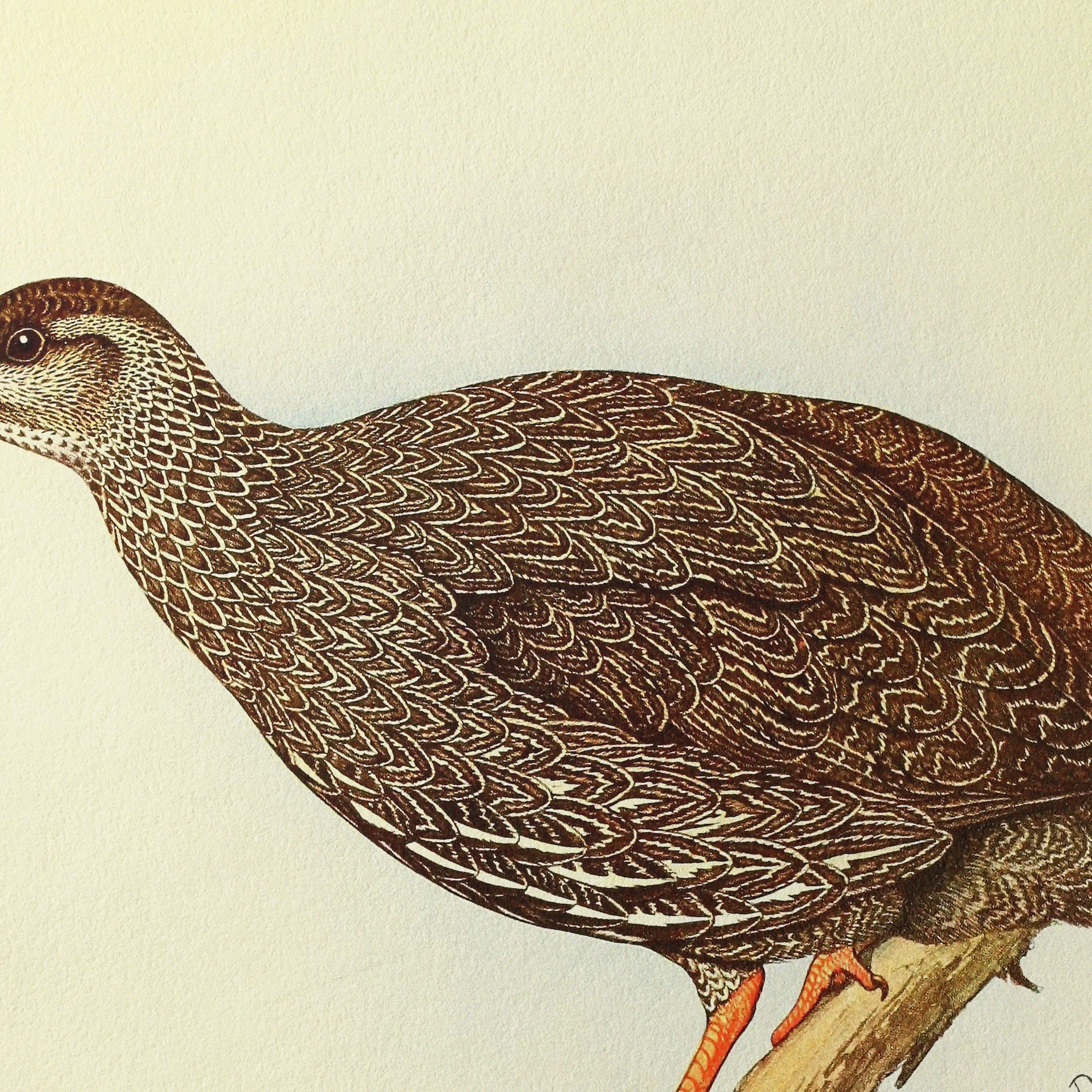 Natural History: Plate No. 29