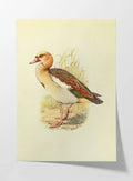 Natural History: Plate No. 30