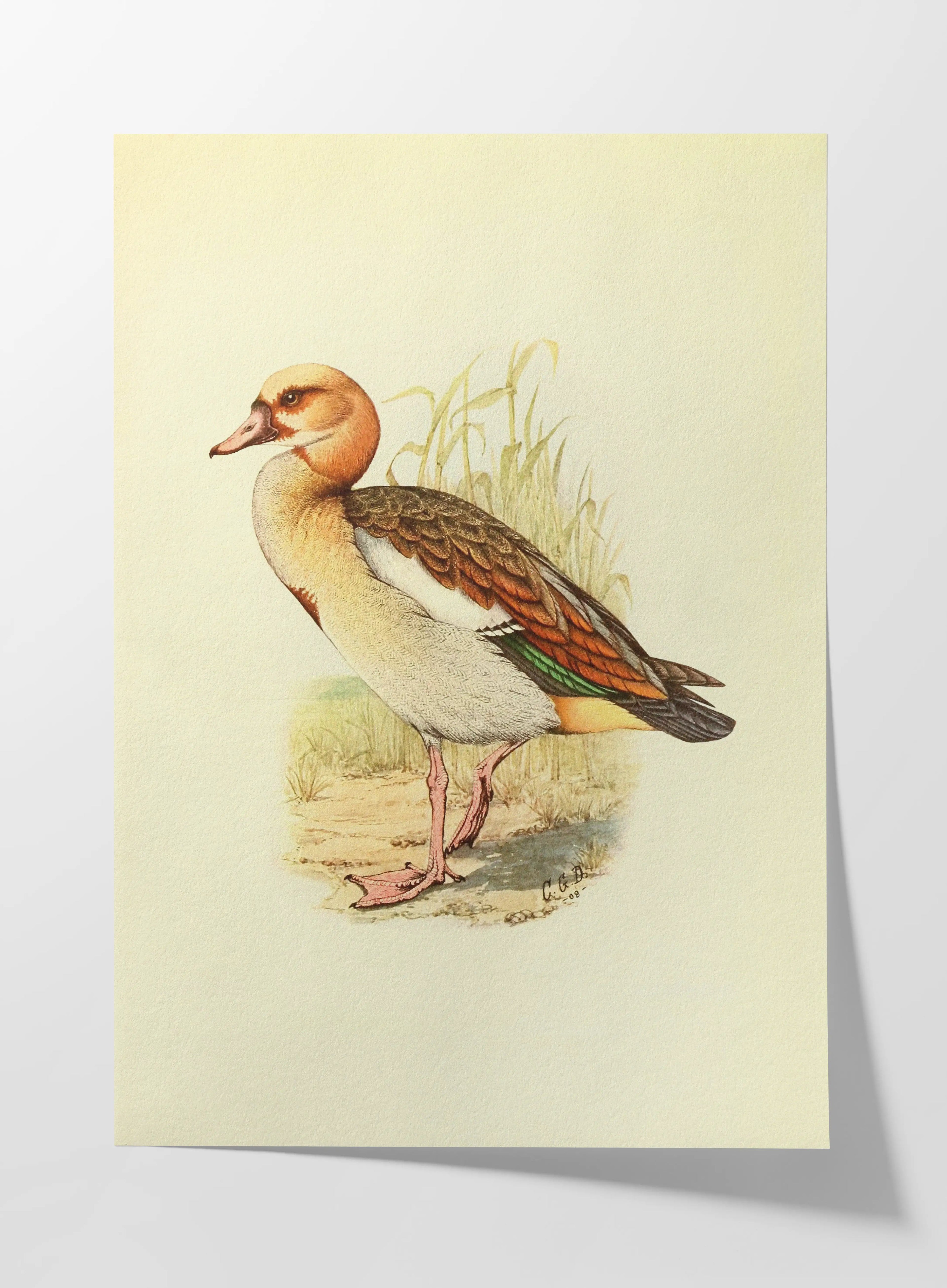 Natural History: Plate No. 30