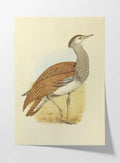 Natural History: Plate No. 31