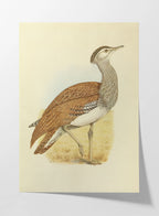 Natural History: Plate No. 31