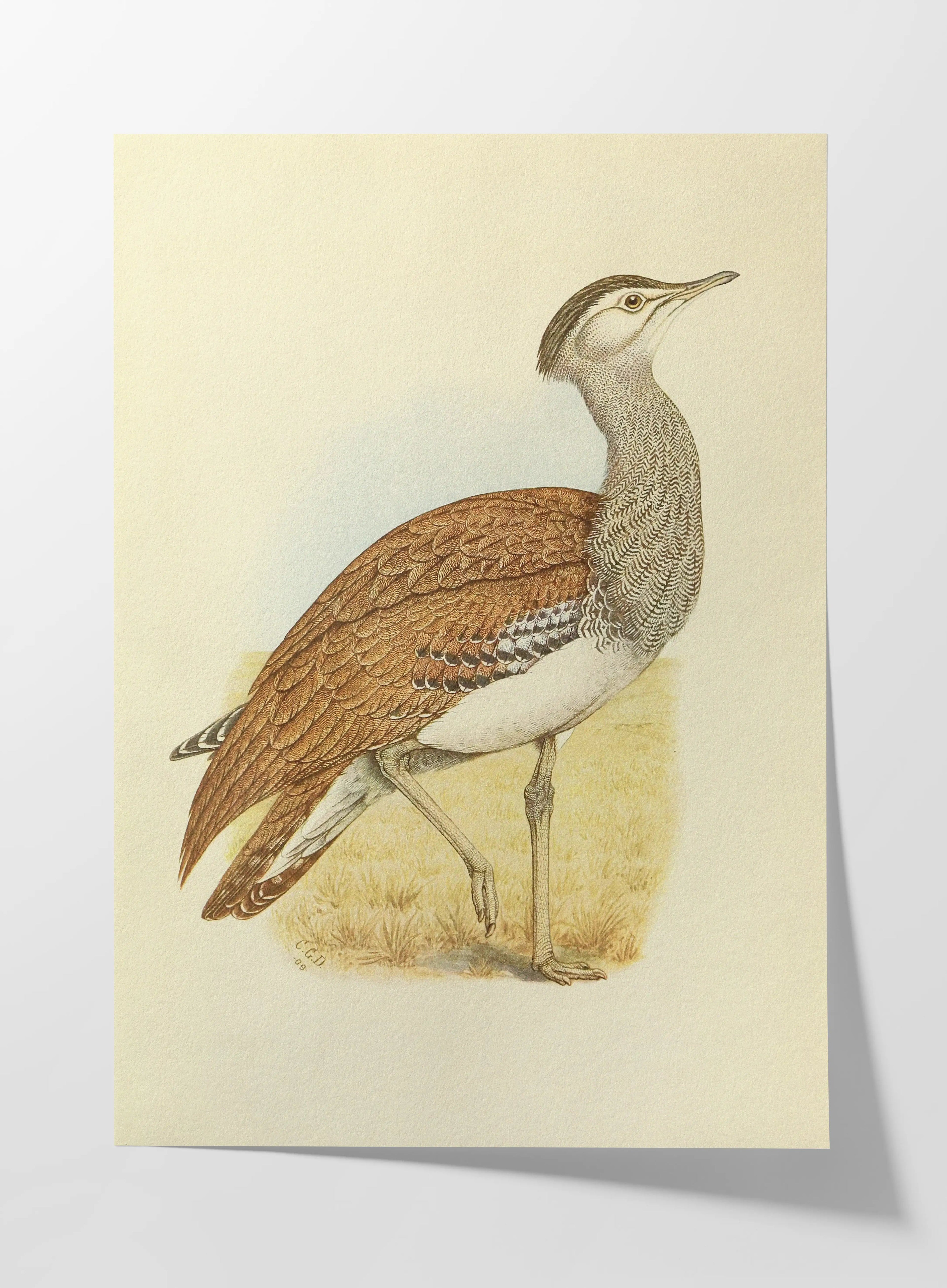 Natural History: Plate No. 31