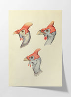 Natural History: Plate No. 38