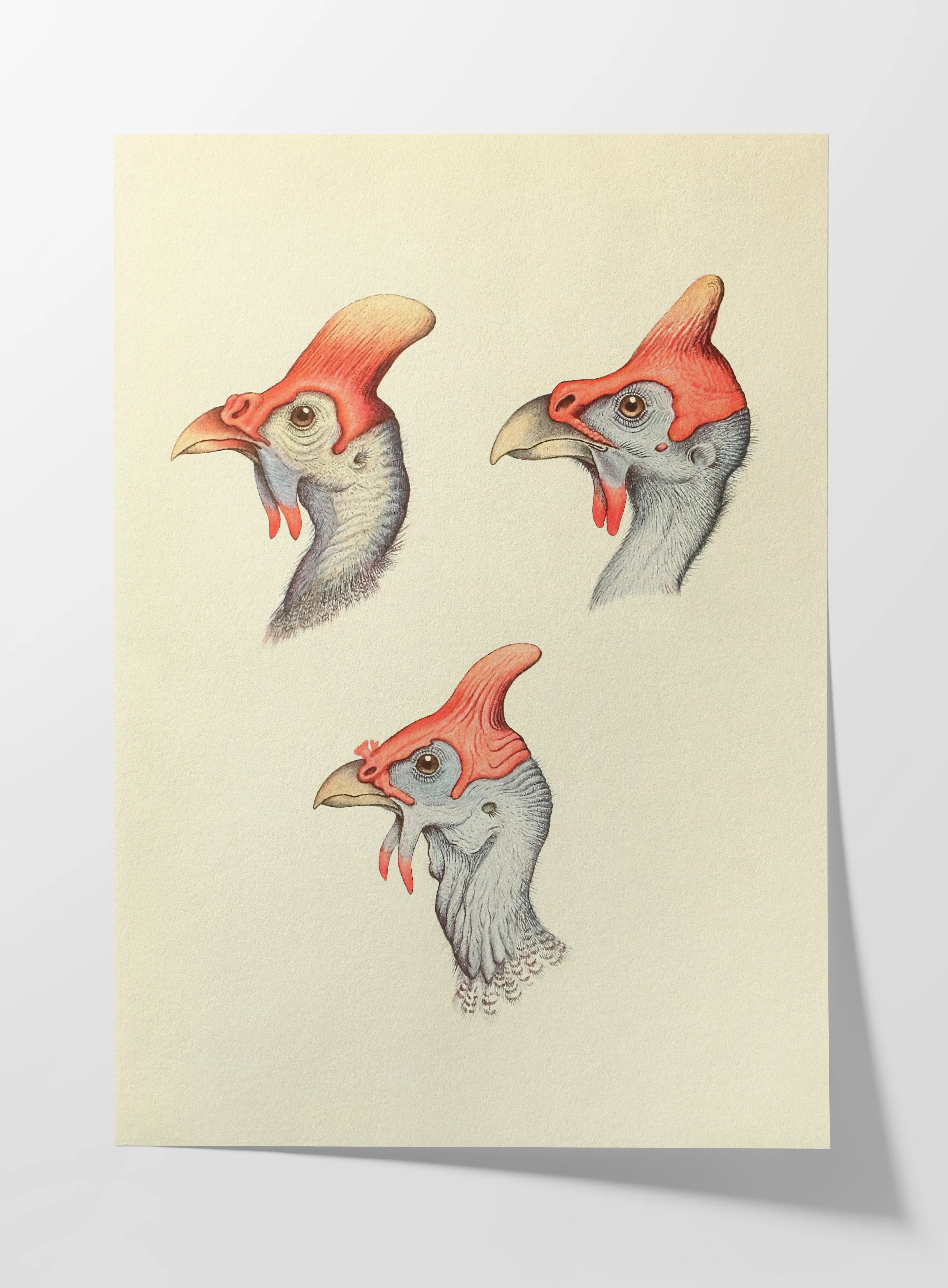 Natural History: Plate No. 38