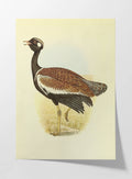 Natural History: Plate No. 39