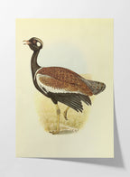 Natural History: Plate No. 39
