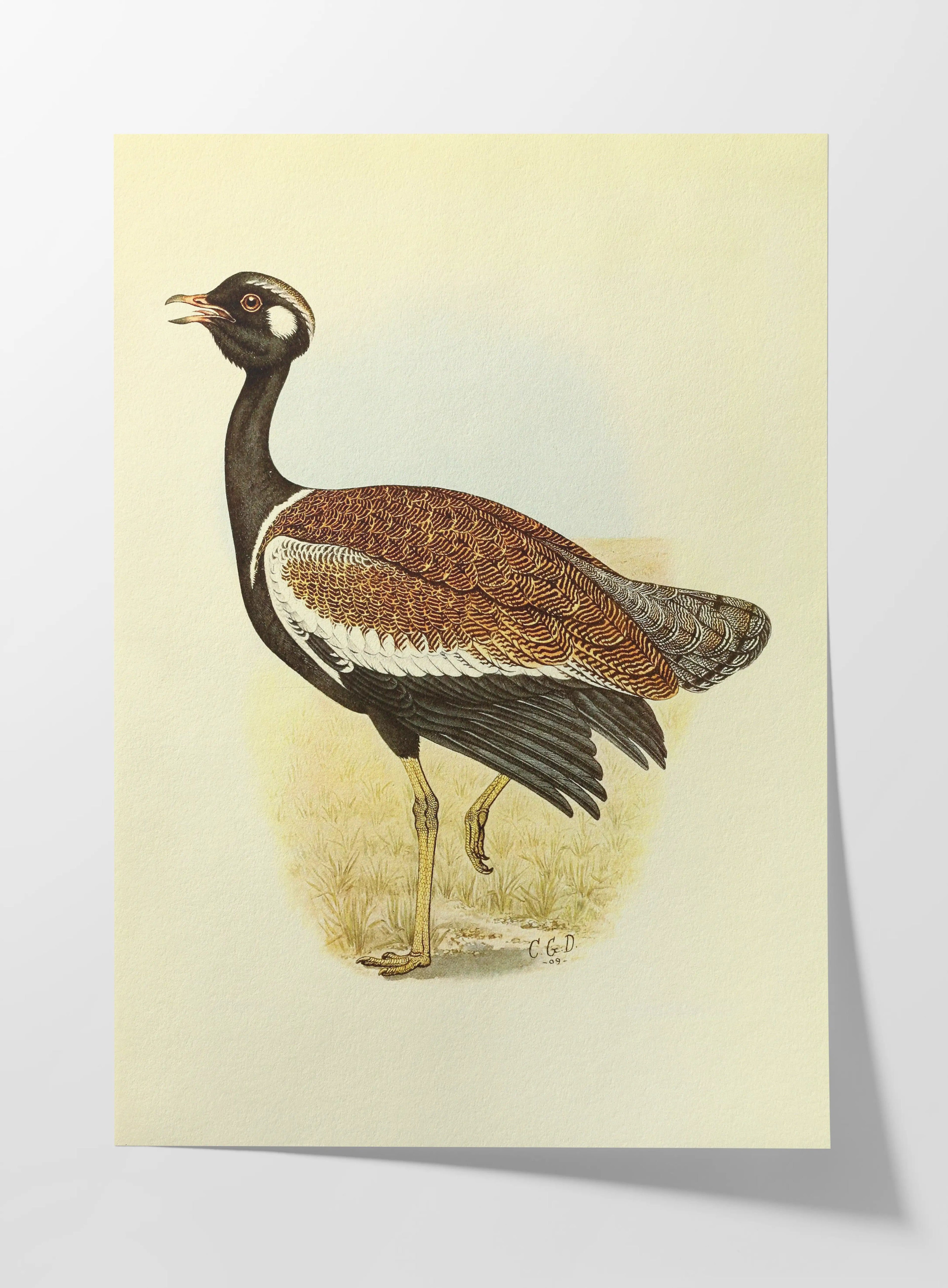 Natural History: Plate No. 39