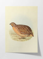 Natural History: Plate No. 40