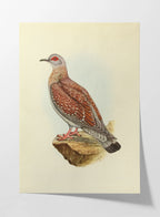 Natural History: Plate No. 41