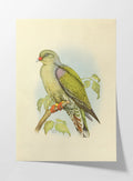 Natural History: Plate No. 42