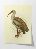 Natural History: Plate No. 43