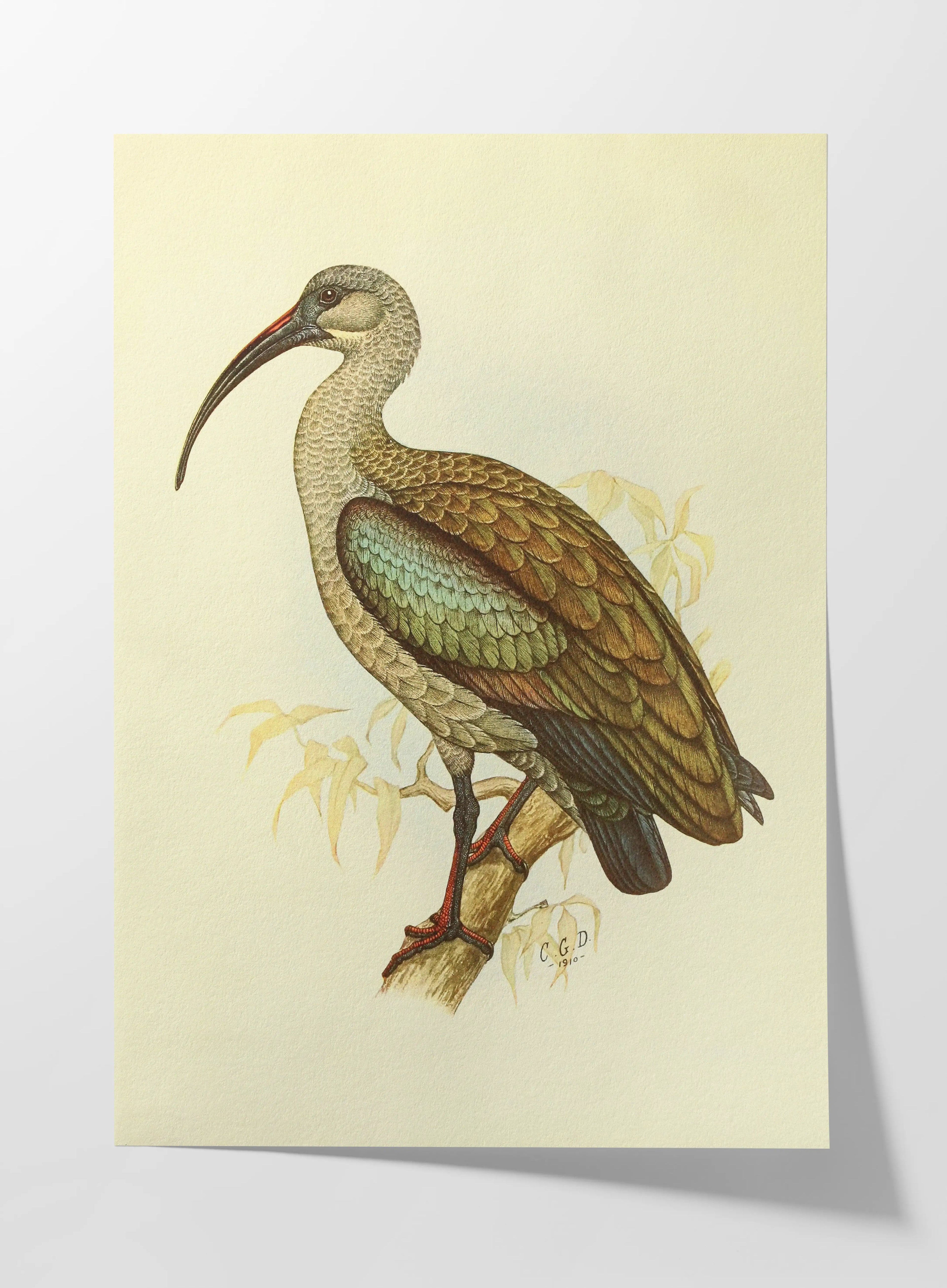 Natural History: Plate No. 43