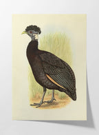 Natural History: Plate No. 44
