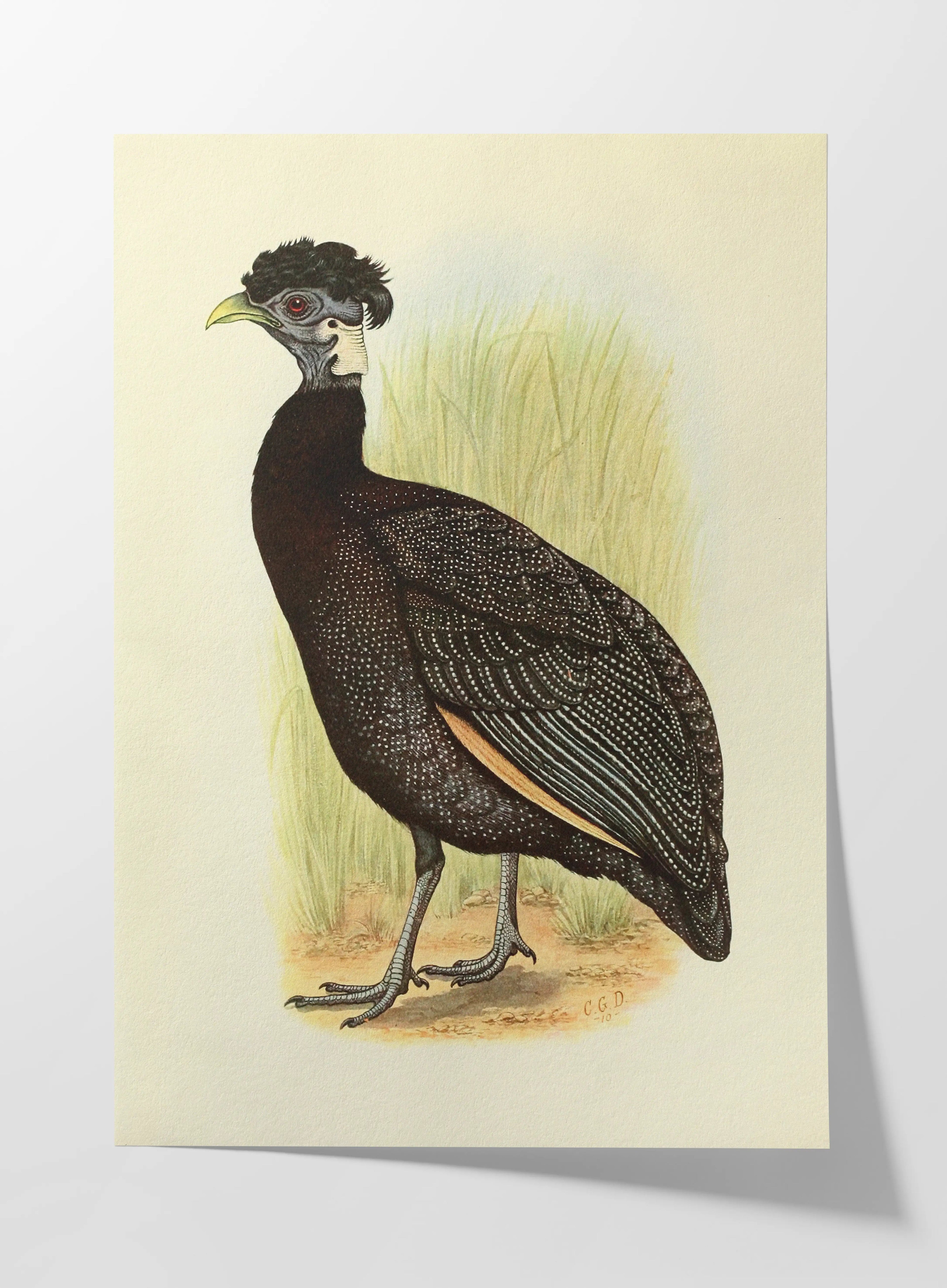 Natural History: Plate No. 44