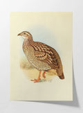 Natural History: Plate No. 45