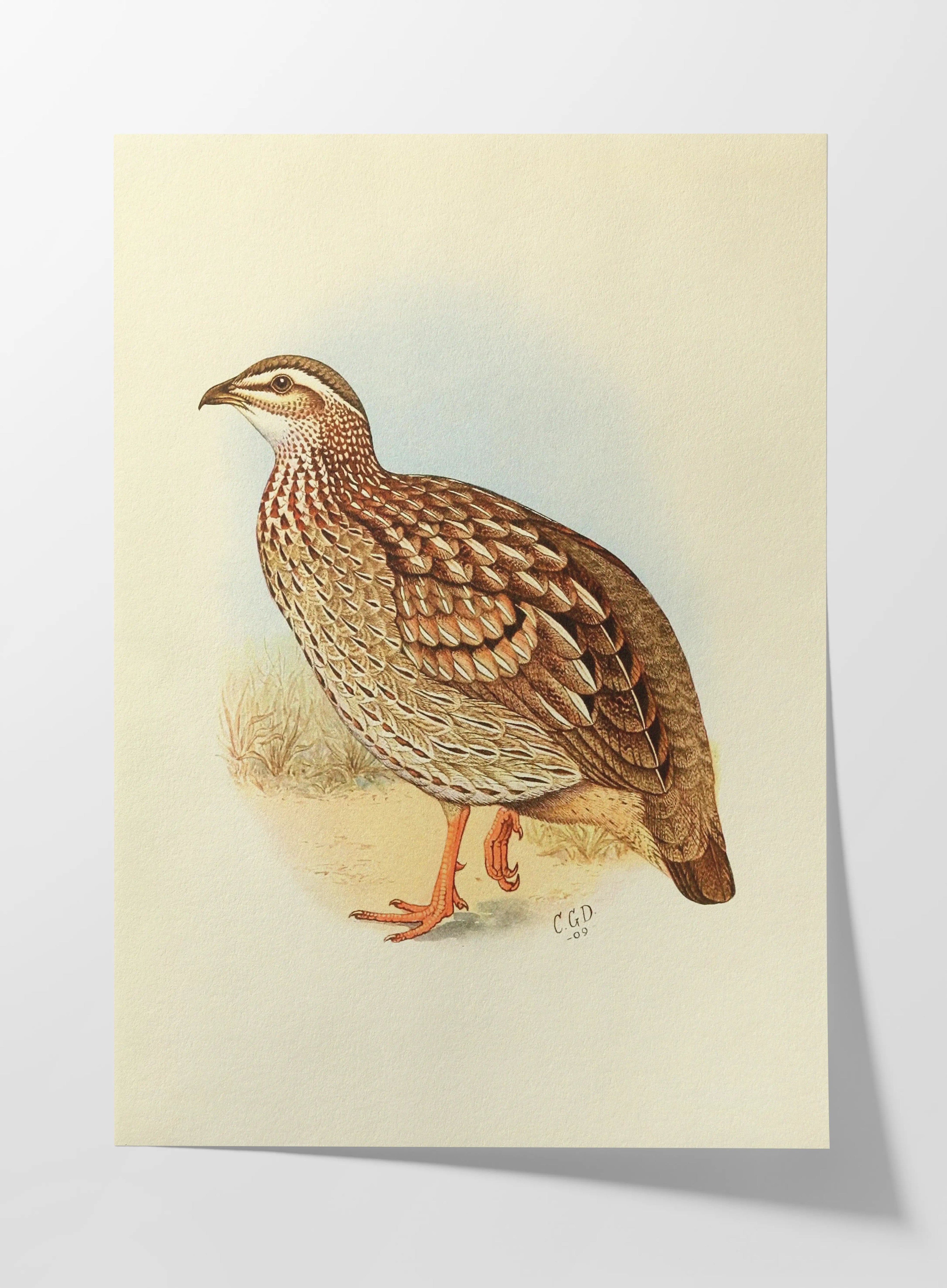 Natural History: Plate No. 45