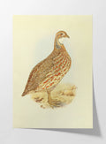 Natural History: Plate No. 46