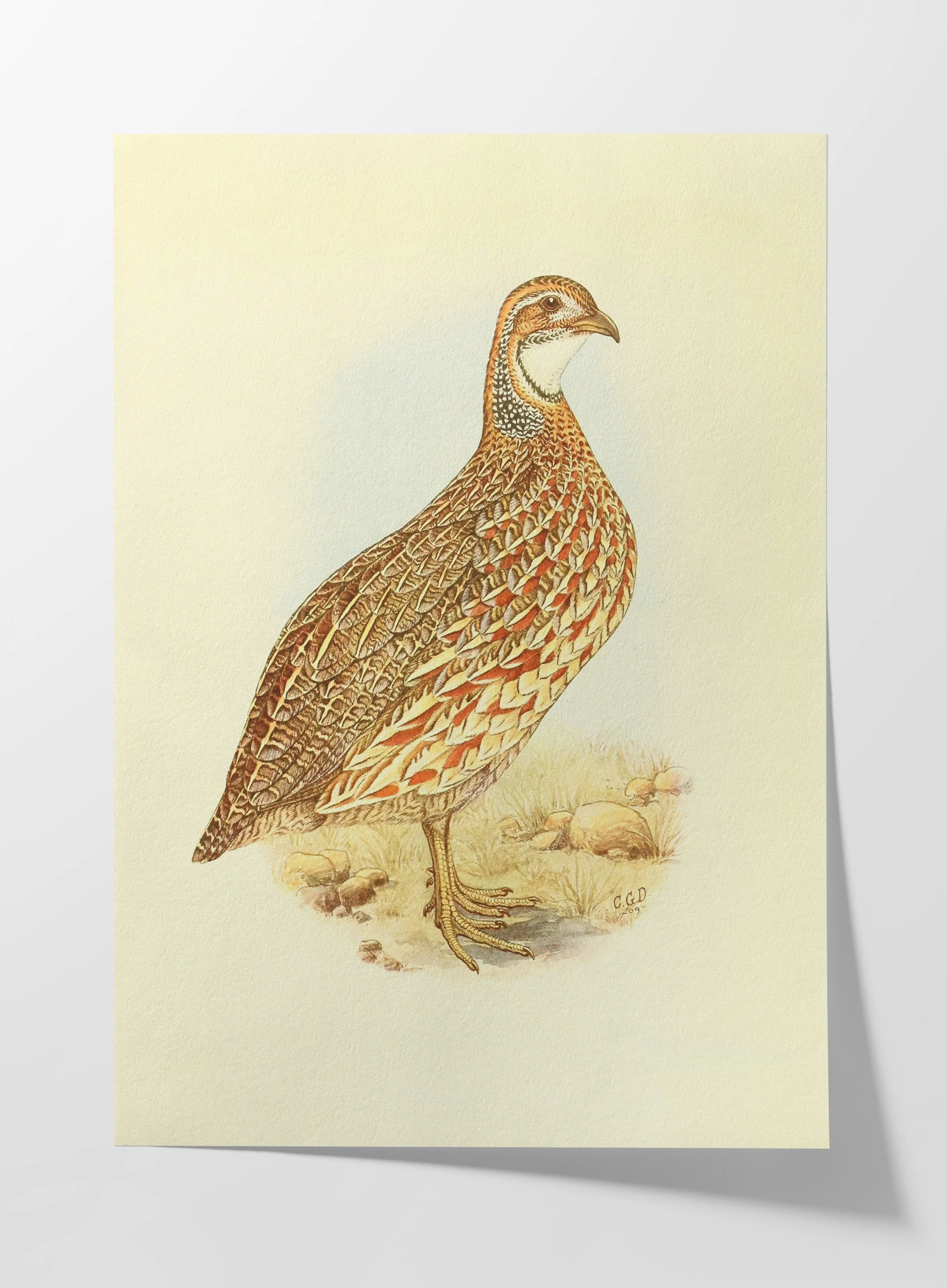 Natural History: Plate No. 46