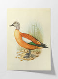 Natural History: Plate No. 47