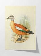 Natural History: Plate No. 47