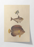 Natural History: Plate No. 54