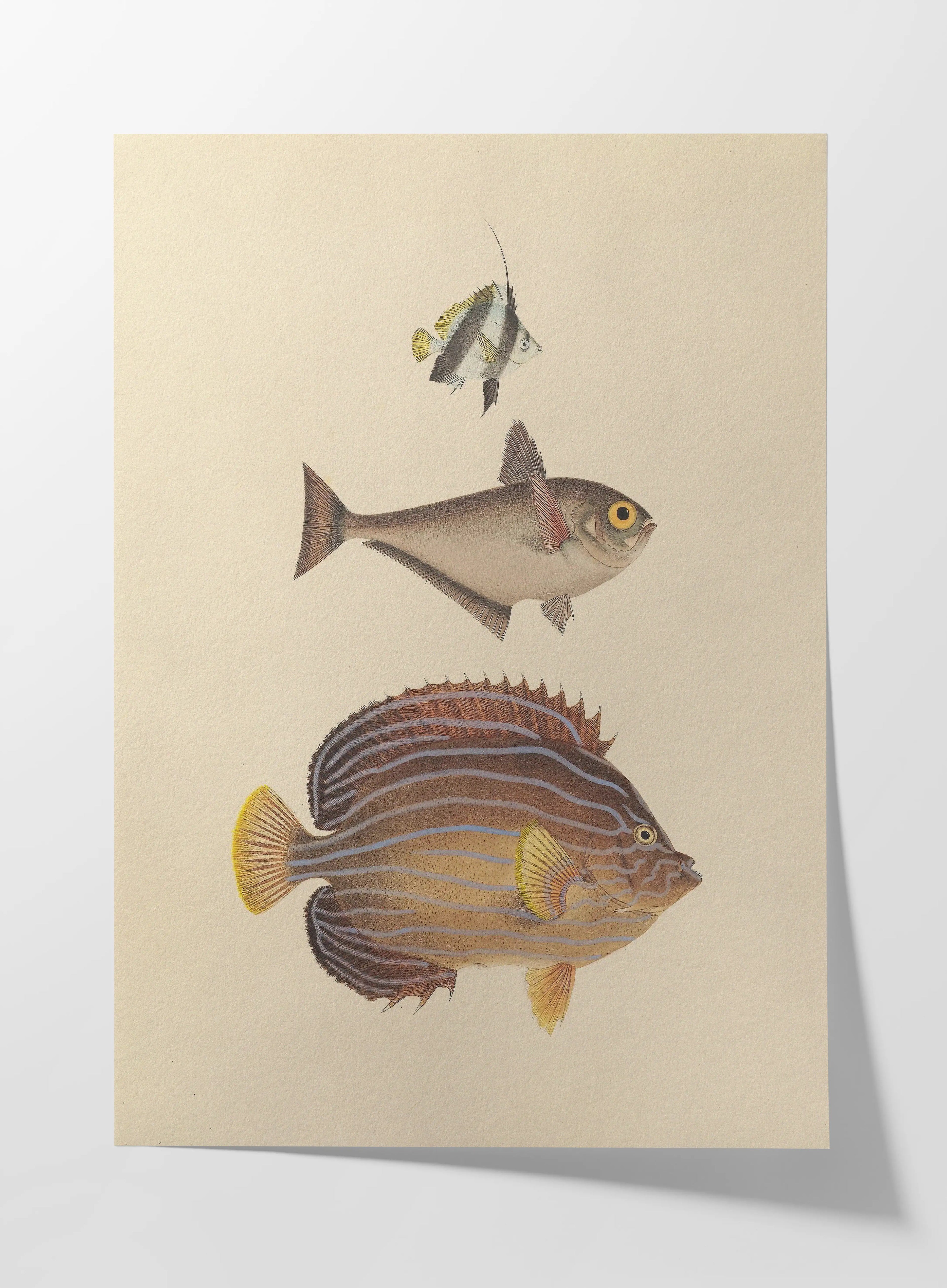 Natural History: Plate No. 54