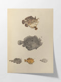 Natural History: Plate No. 57