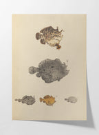 Natural History: Plate No. 57