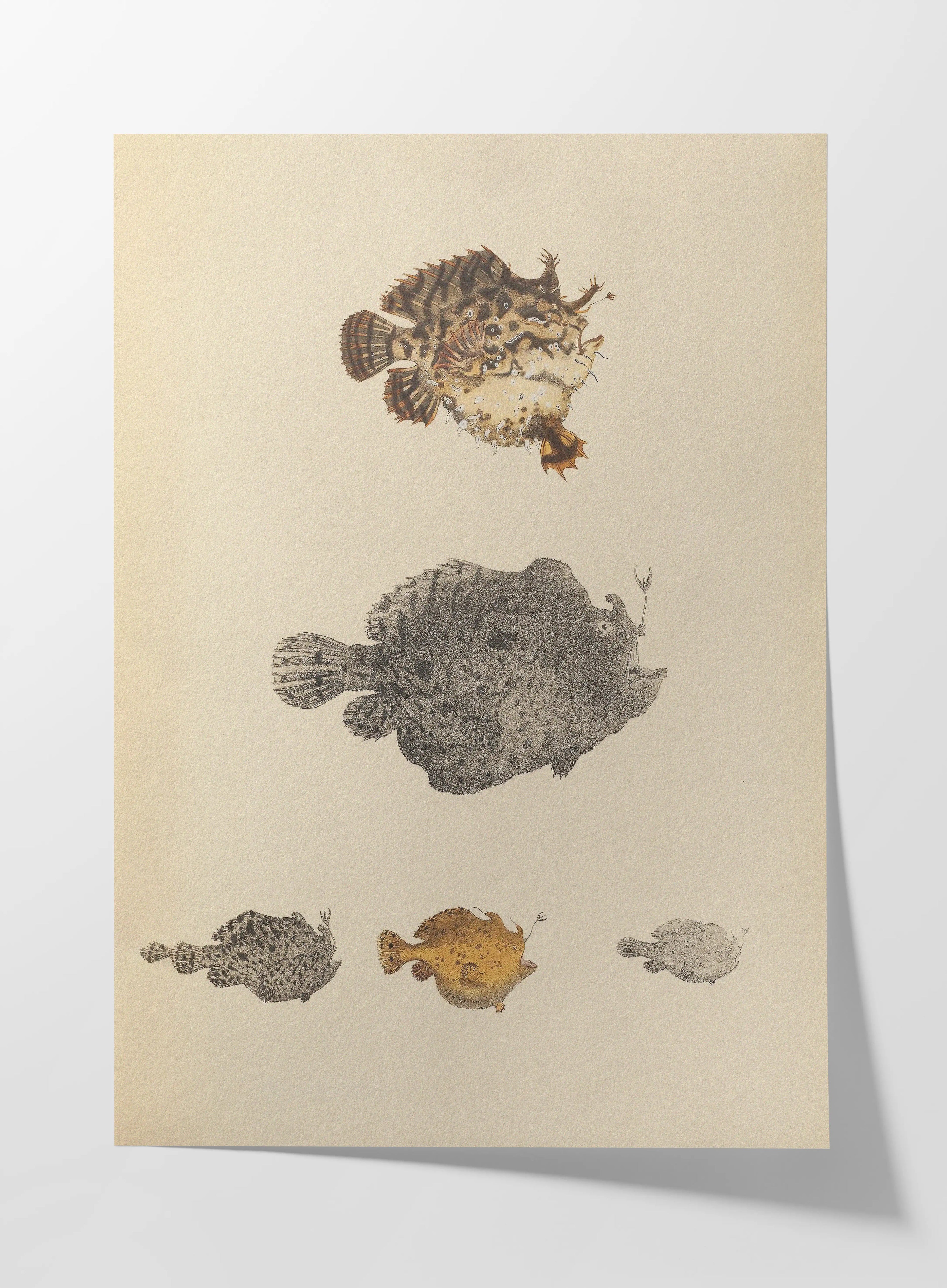 Natural History: Plate No. 57
