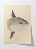 Natural History: Plate No. 67