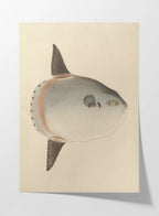Natural History: Plate No. 67