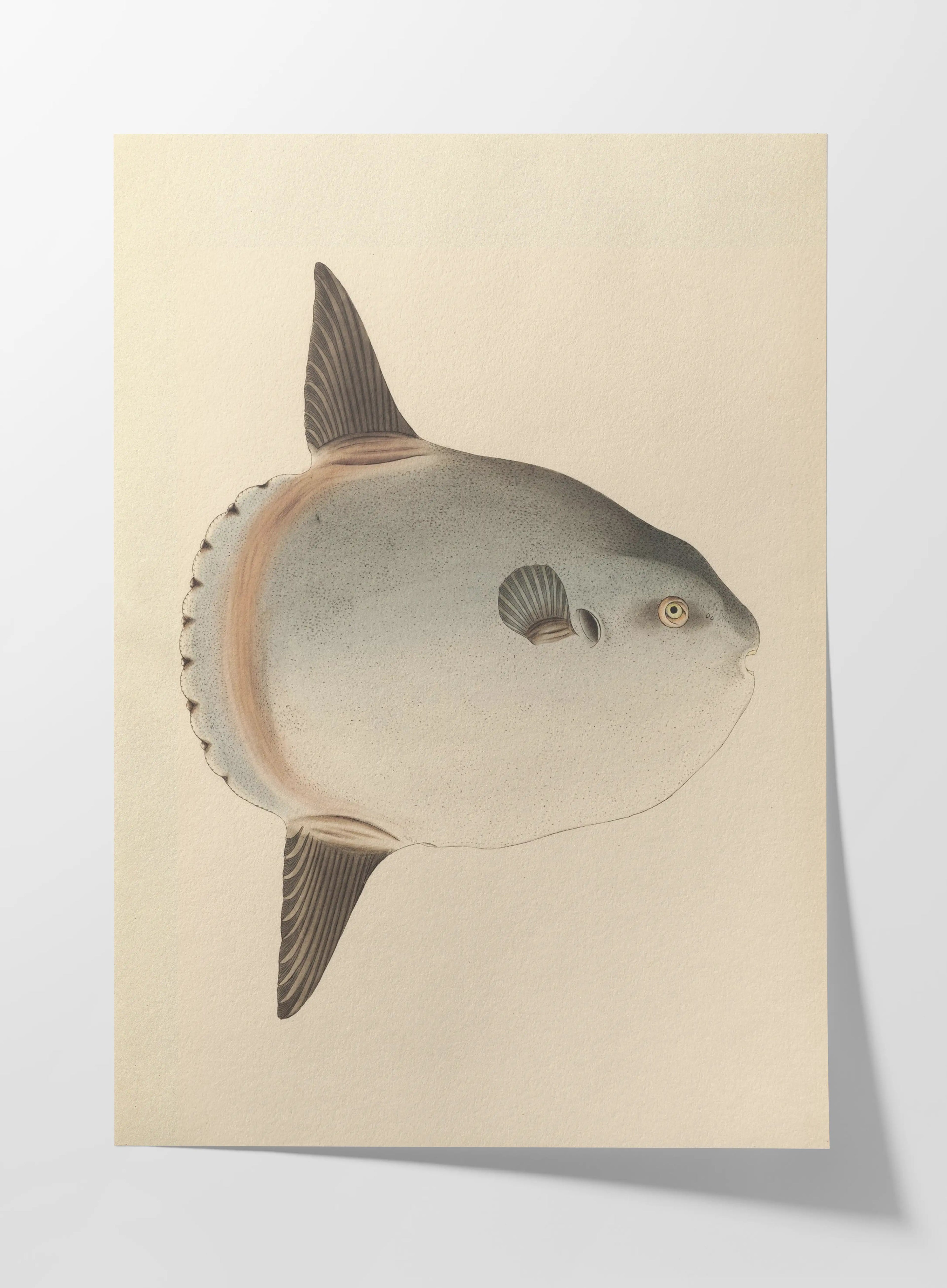 Natural History: Plate No. 67