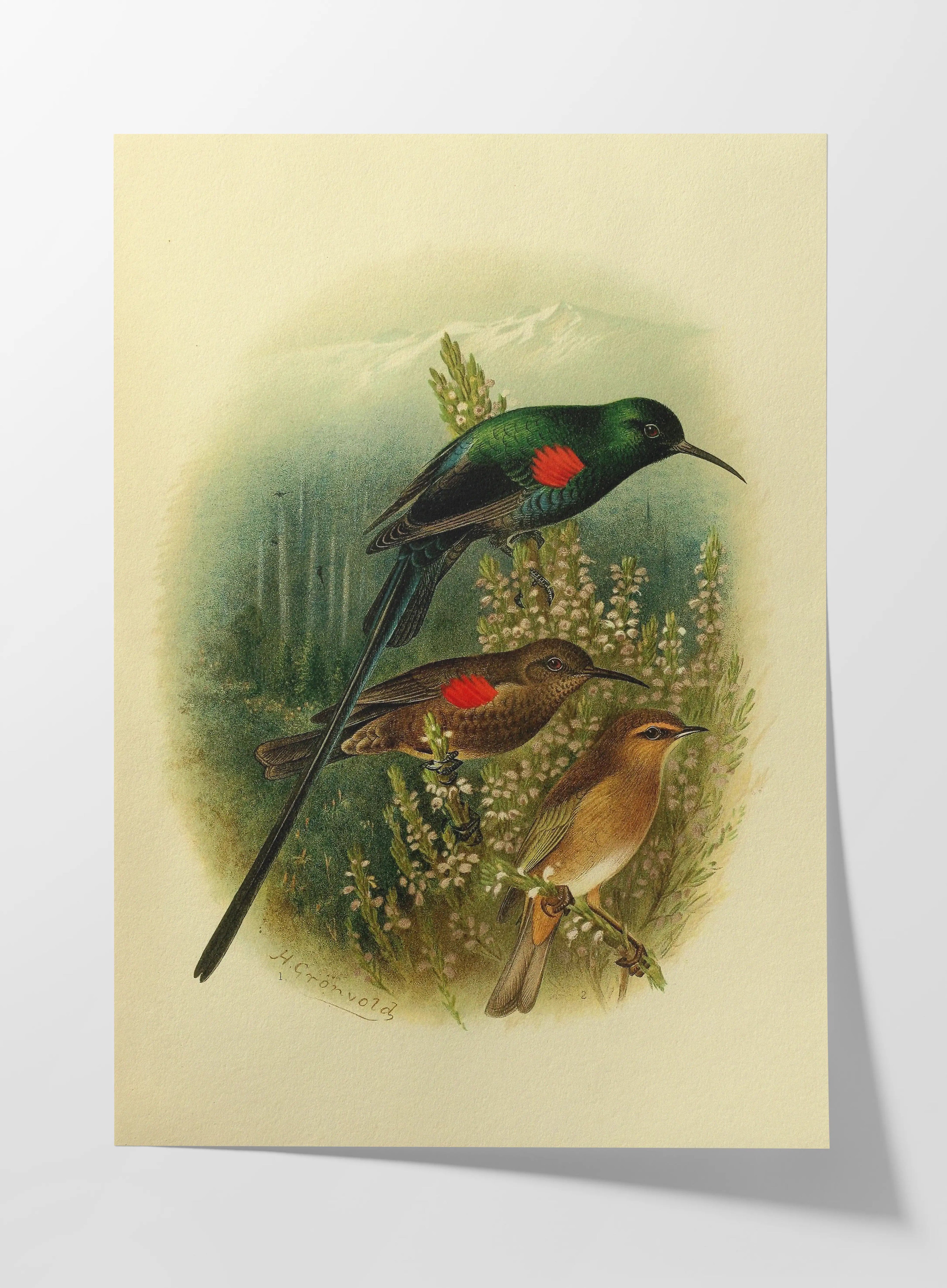 Natural History: Plate No. 73