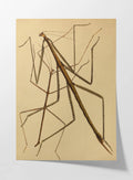 Natural History: Plate No. 74