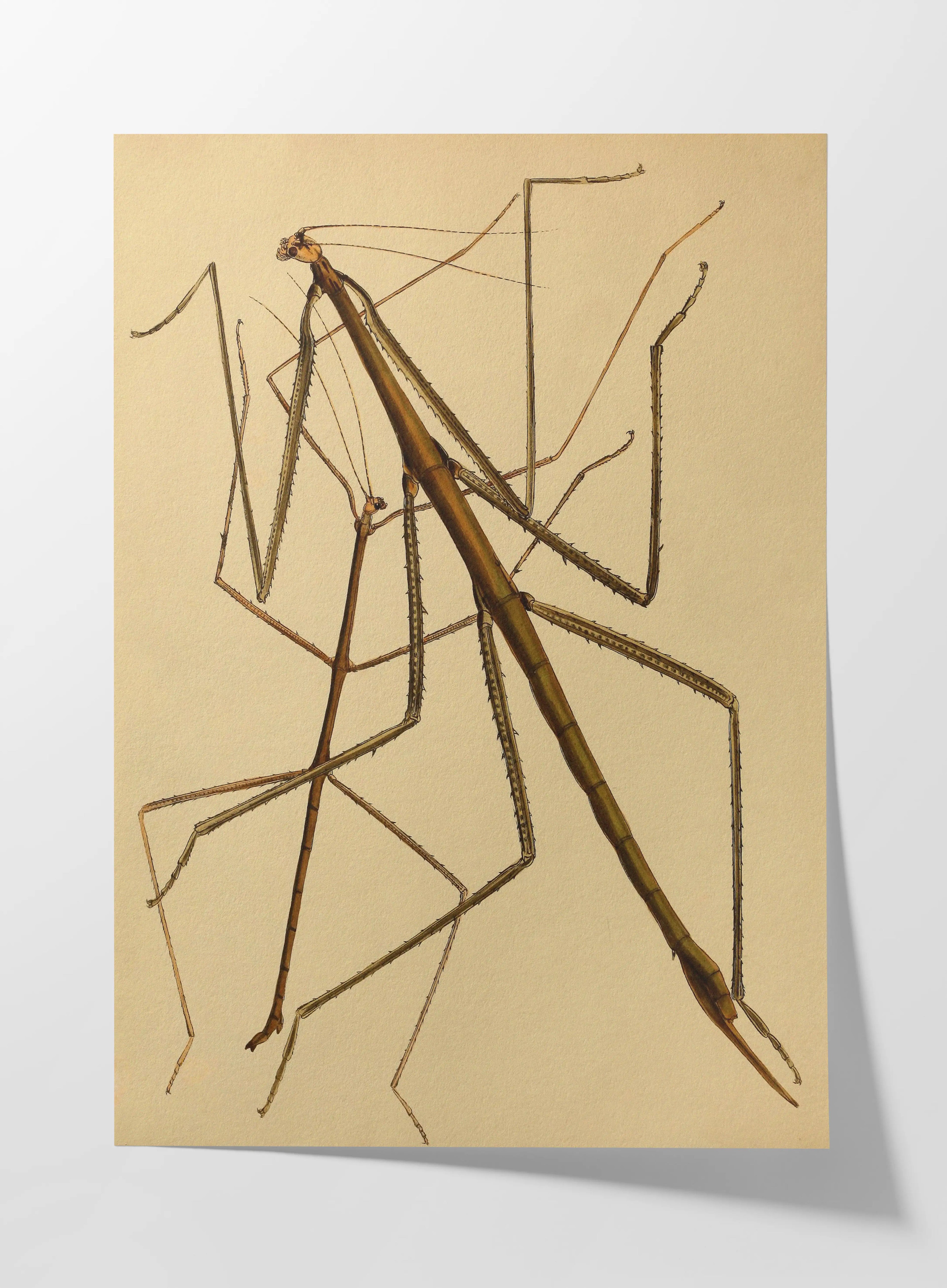 Natural History: Plate No. 74