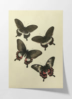 Natural History: Plate No. 75