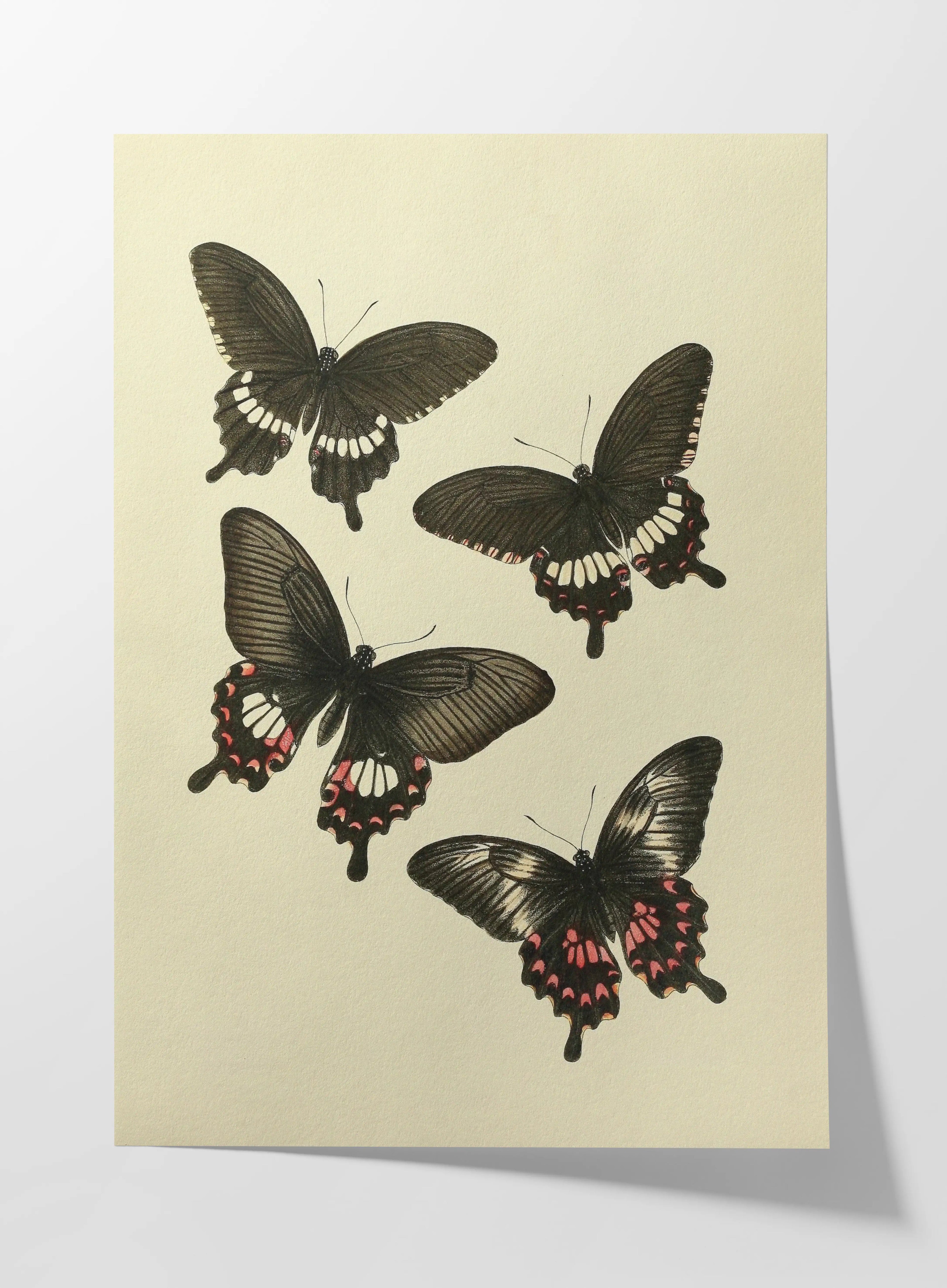 Natural History: Plate No. 75