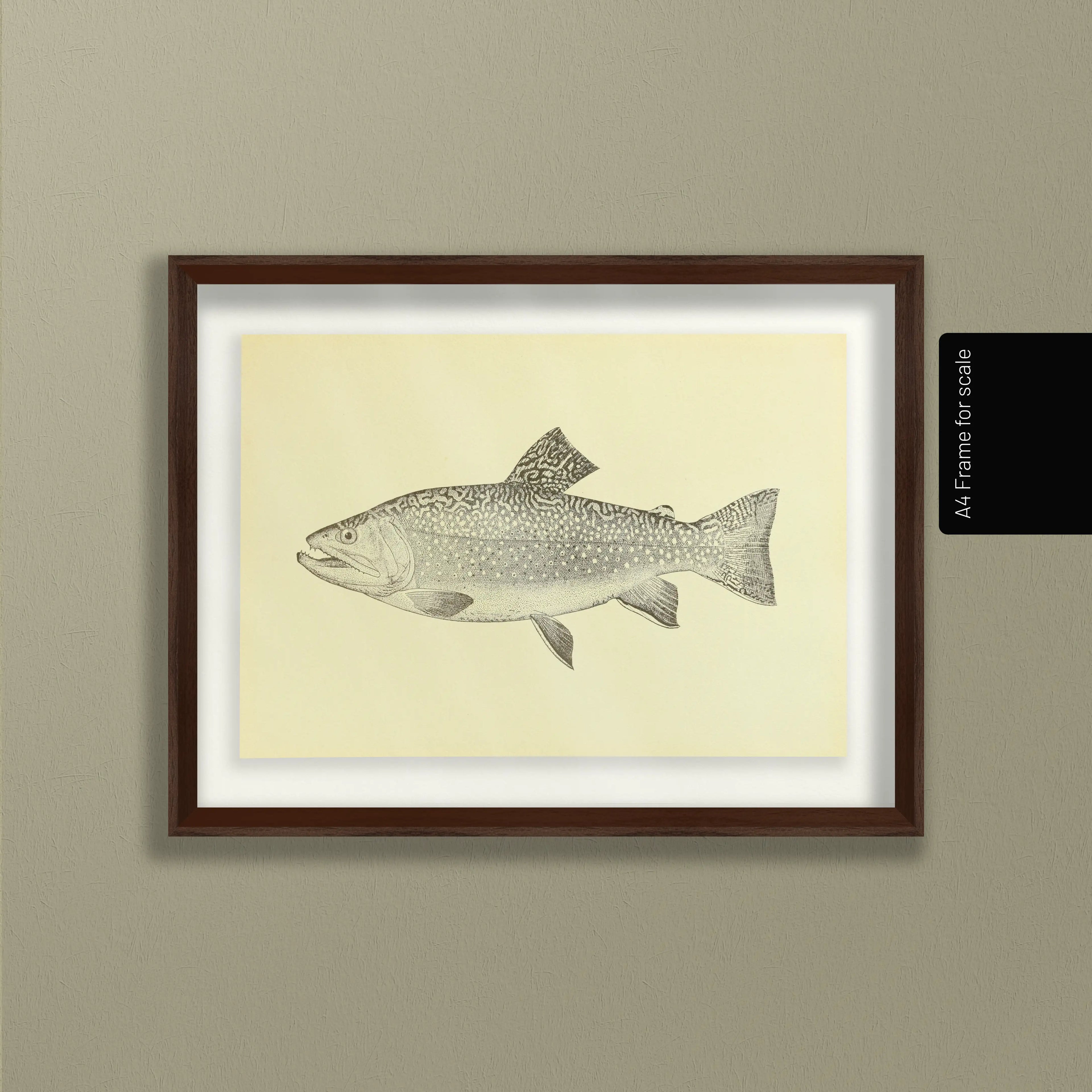 Natural History: Plate No. 76