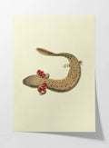 Natural History: Plate No. 77