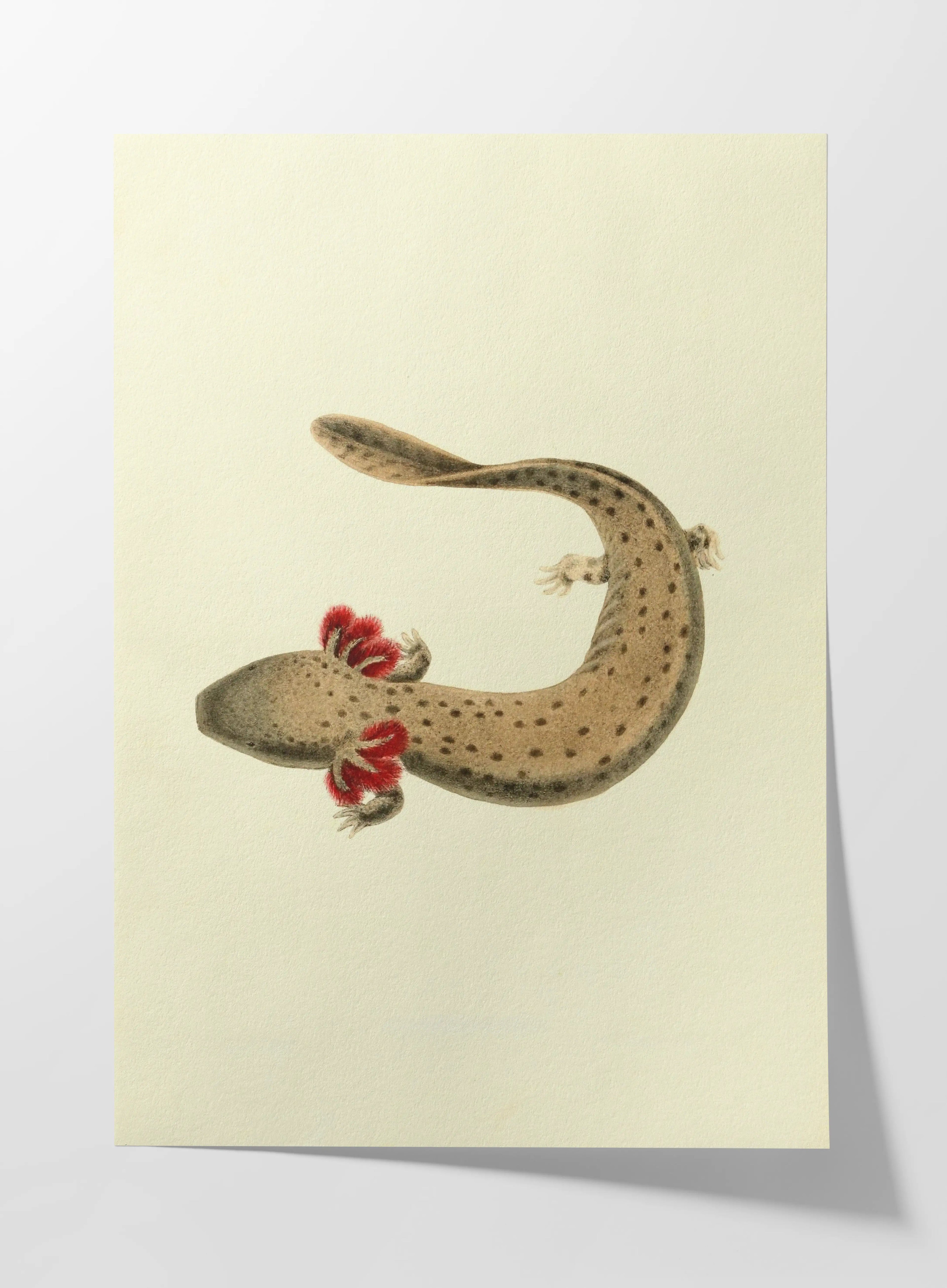 Natural History: Plate No. 77