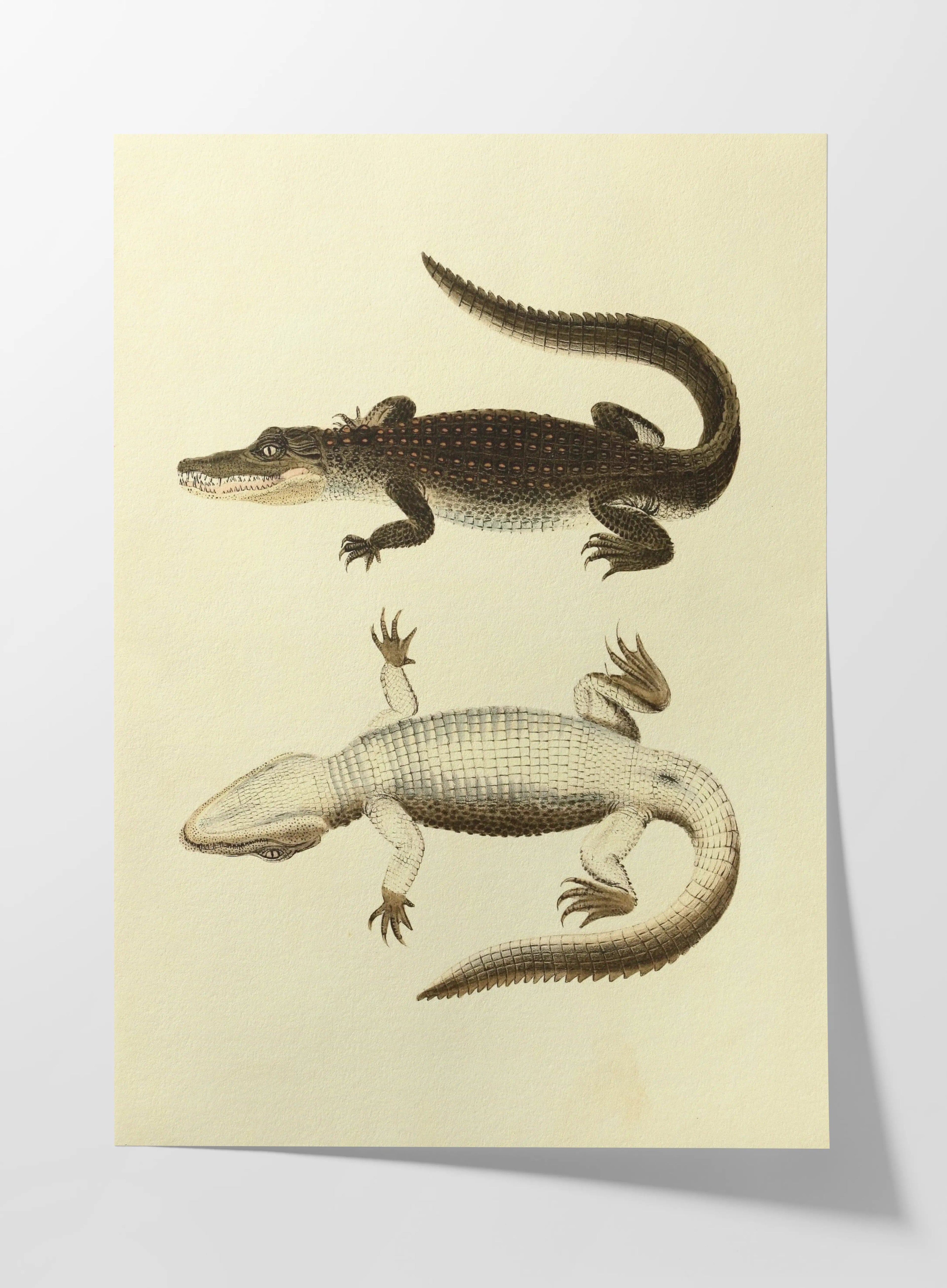 Natural History: Plate No. 78