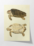 Natural History: Plate No. 80