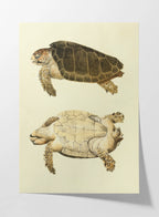 Natural History: Plate No. 80