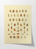 Natural History: Plate No. 81