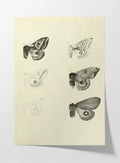 Natural History: Plate No. 82